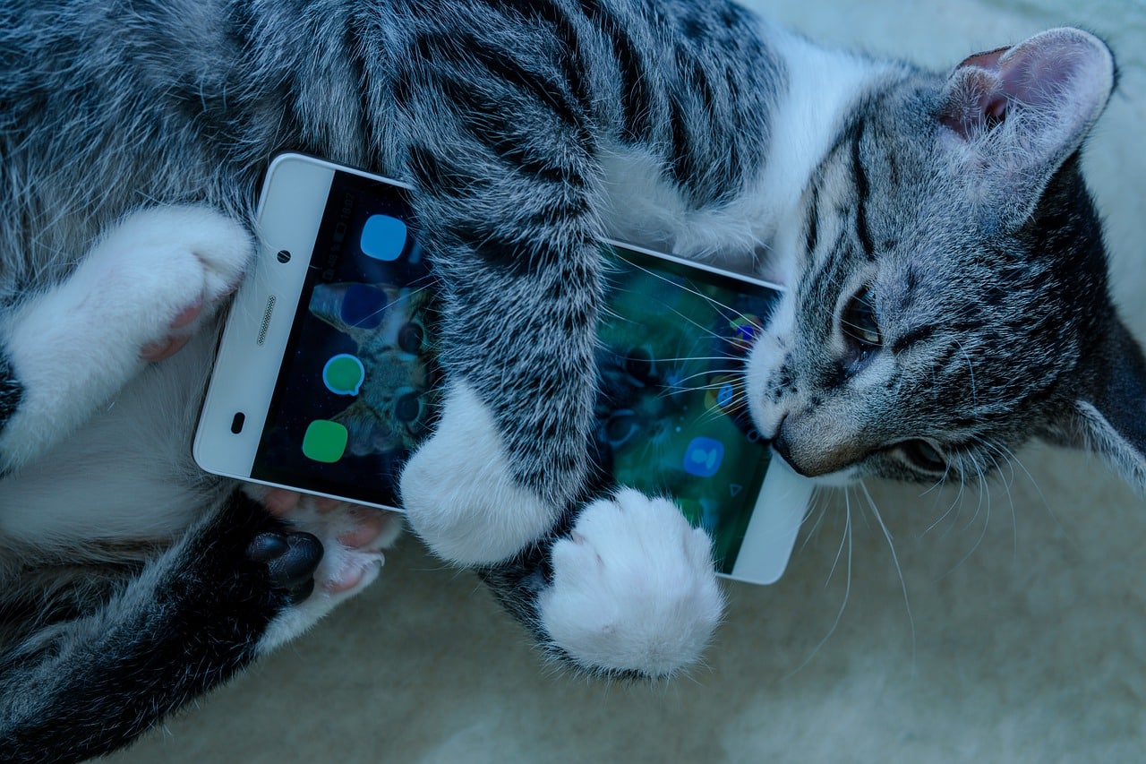 Case Study #50: A Pet Adoption App that Lured in PetSmart